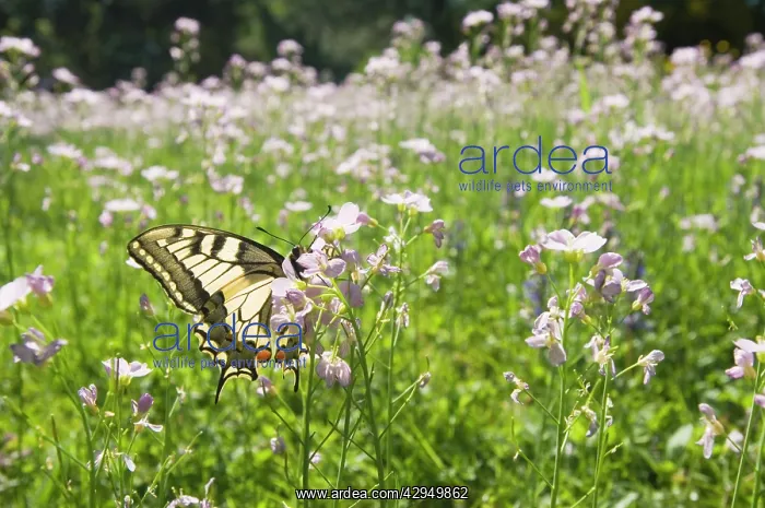 : Swallowtail Butterfly - On lady's smock : Swallowtail Butterfly - On lady's smock