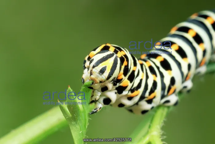 : Swallowtail Butterfly Larva - feeding on carrot leaves : Swallowtail Butterfly Larva - feeding on carrot leaves