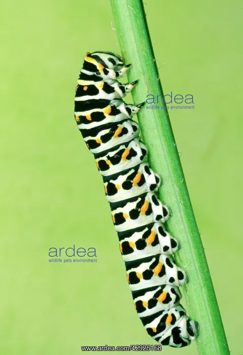 : Swallowtail Butterfly - larvae : Swallowtail Butterfly - larvae