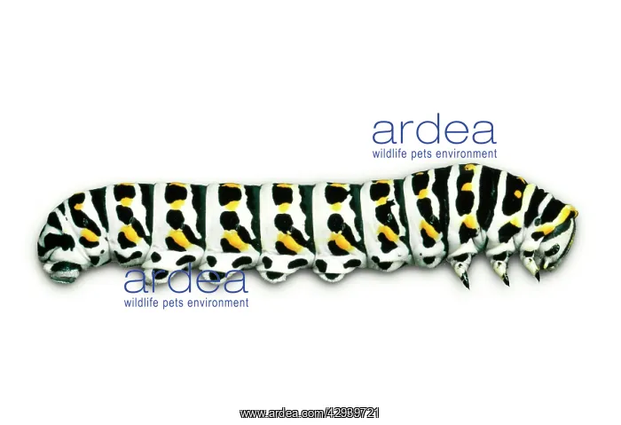 : Swallowtail Butterfly - larvae / caterpillar : Swallowtail Butterfly - larvae / caterpillar
