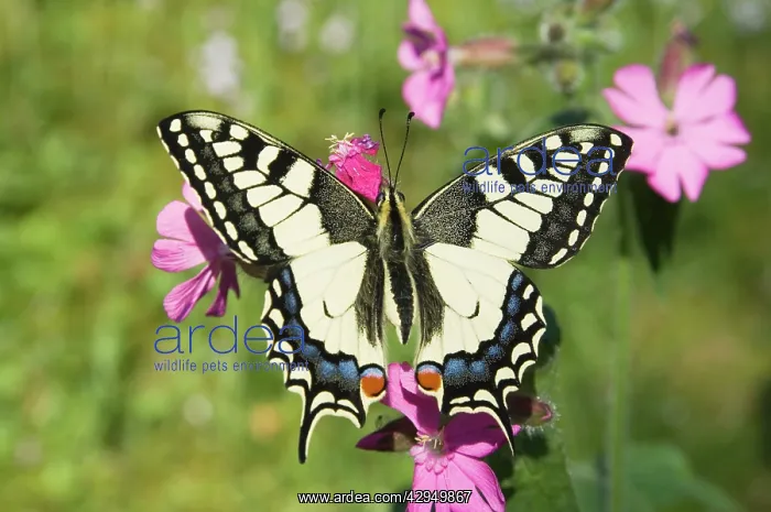 : Swallowtail Butterfly - On Red Campion : Swallowtail Butterfly - On Red Campion