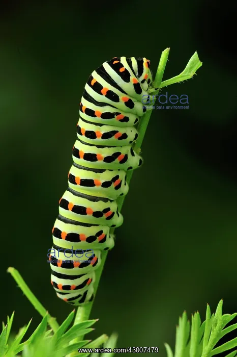 : Swallowtail caterpillar : Swallowtail caterpillar
