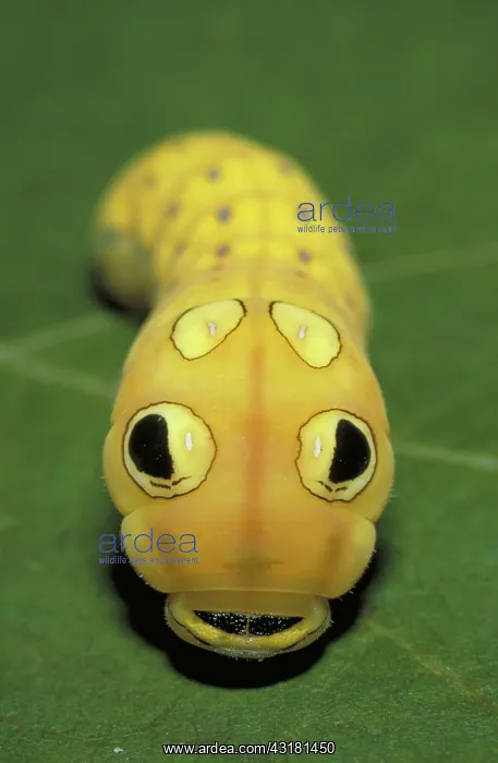  : Swallowtail caterpillar
