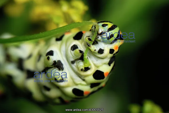 : Swallowtail caterpillar eating : Swallowtail caterpillar eating