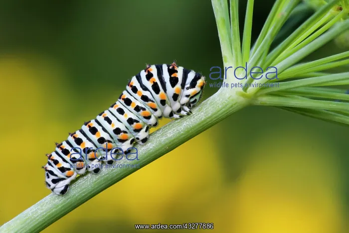 : Swallowtail caterpillar (Papilio machaon) to Dill : Swallowtail caterpillar (Papilio machaon) to Dill