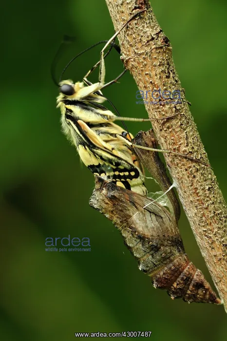 : Swallowtail chrysalis pupa hatching : Swallowtail chrysalis pupa hatching