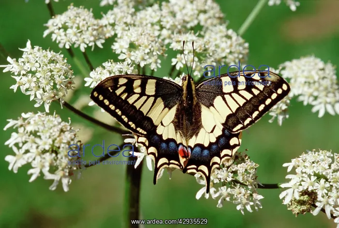 : Swallowtail - On flower : Swallowtail - On flower