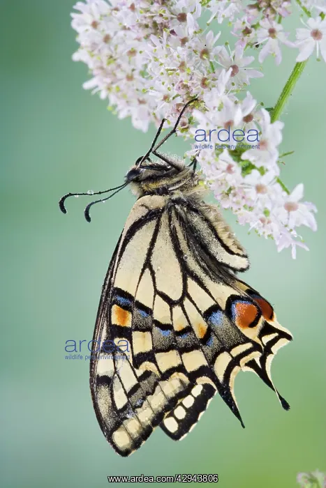 : Swallowtail - on flower wings closed : Swallowtail - on flower wings closed