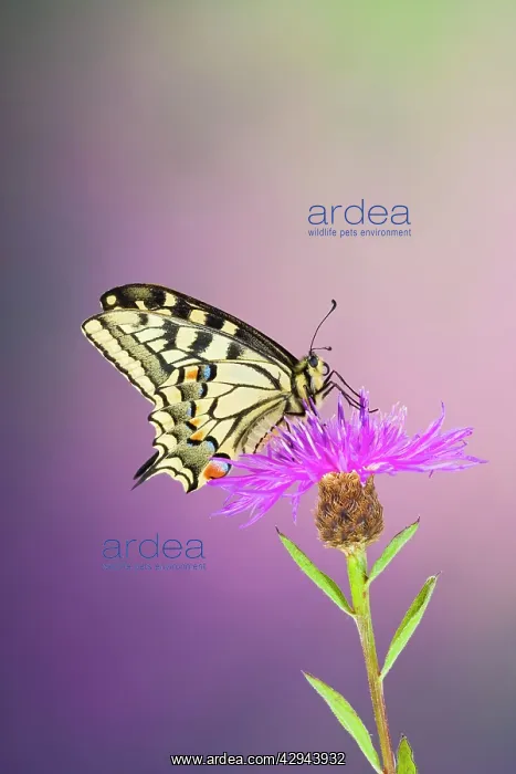 : Swallowtail - on flower wings closed : Swallowtail - on flower wings closed