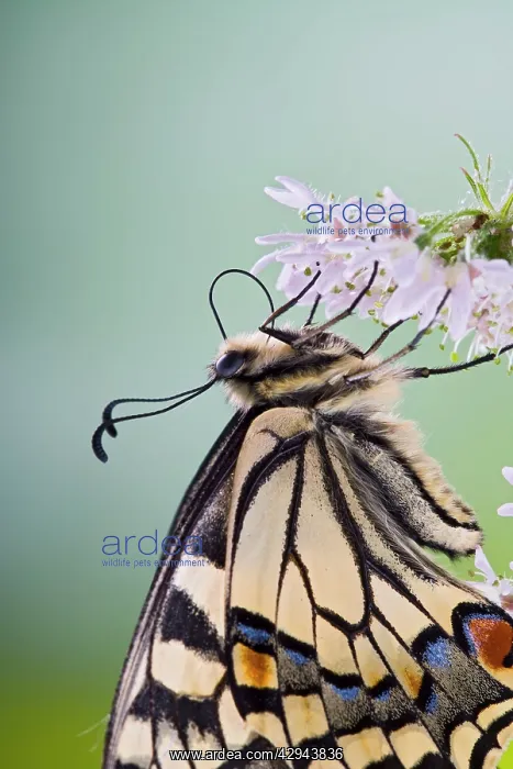 : Swallowtail - on flower wings closed close up : Swallowtail - on flower wings closed close up