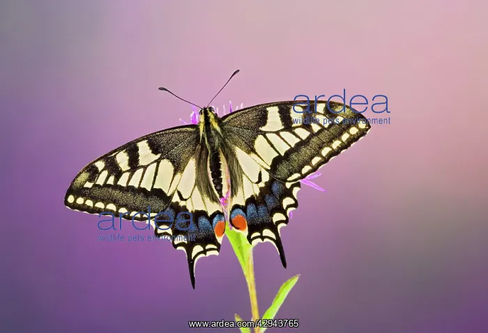 : Swallowtail - on flower wings open : Swallowtail - on flower wings open
