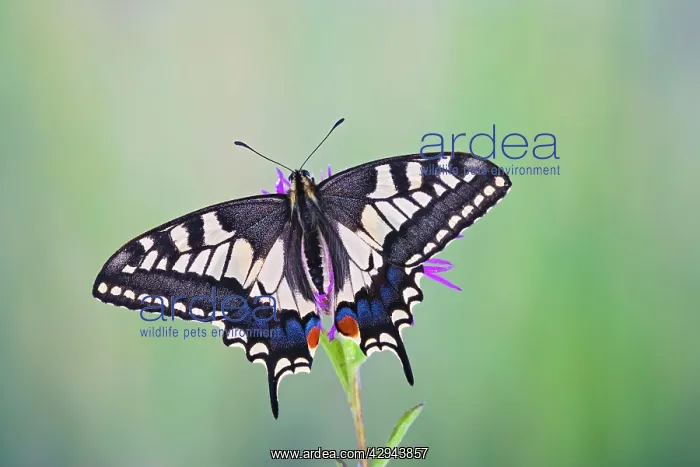 : Swallowtail - on flower - wings open : Swallowtail - on flower - wings open
