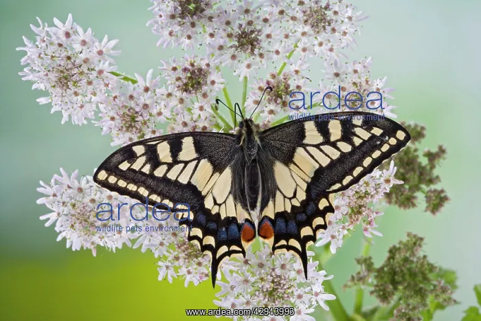 : Swallowtail - on flower wings open : Swallowtail - on flower wings open