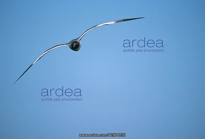 : Swallowtail Gull in flight (head on) : Swallowtail Gull in flight (head on)