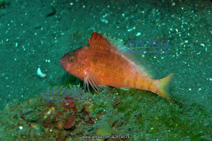 : Swallowtail Hawkfish : Swallowtail Hawkfish