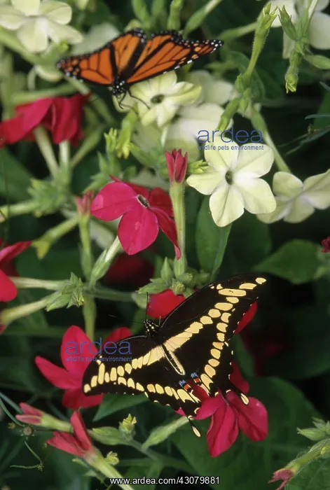  : Swallowtail and Monarch