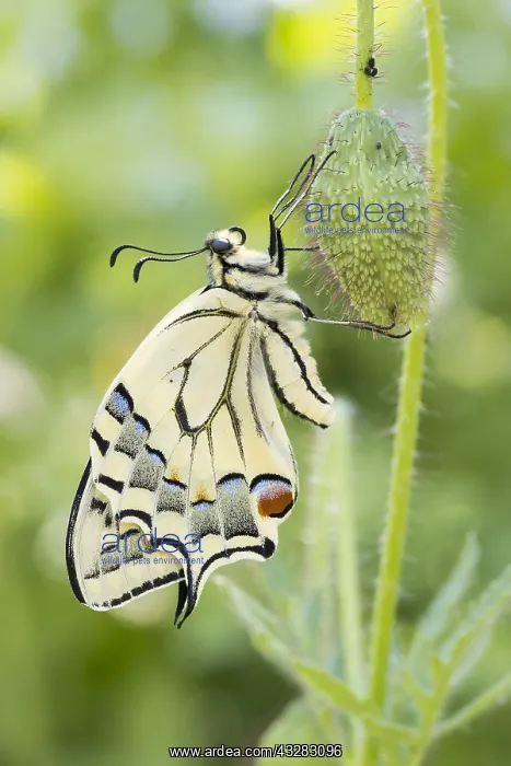 : Swallowtail (Papilio machaon) to bud of poppy flowers : Swallowtail (Papilio machaon) to bud of poppy flowers
