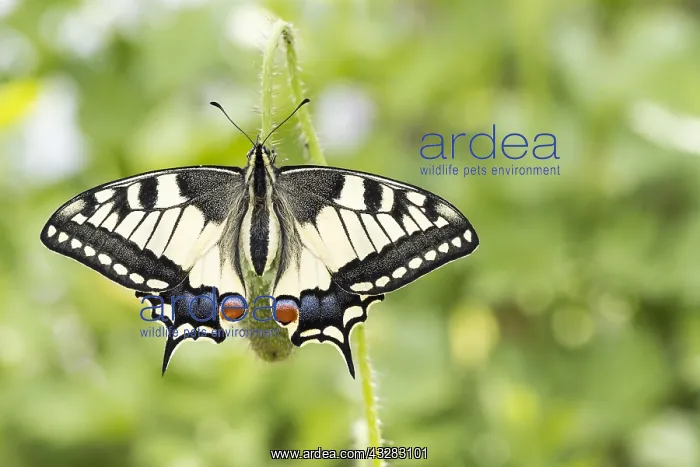  : Swallowtail (Papilio machaon) to bud of poppy flowers