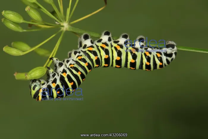 : Swallowtail (Papilio machaon) caterpillar feeding : Swallowtail (Papilio machaon) caterpillar feeding