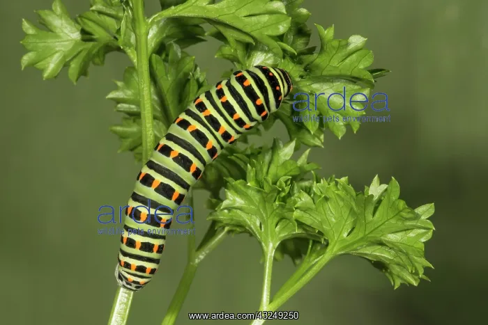 : Swallowtail (Papilio machaon) caterpillar feeding : Swallowtail (Papilio machaon) caterpillar feeding