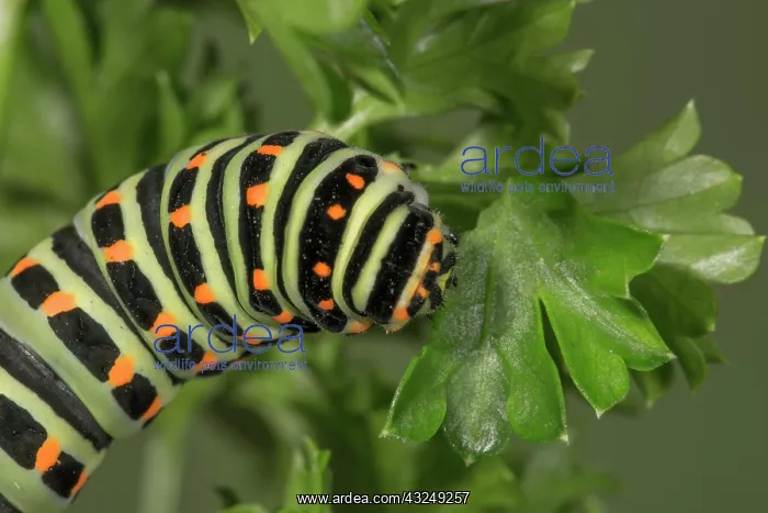 : Swallowtail (Papilio machaon) caterpillar feeding : Swallowtail (Papilio machaon) caterpillar feeding