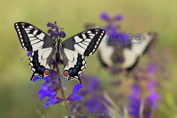 : Swallowtail (Papilio machaon) in a meadow sage : Swallowtail (Papilio machaon) in a meadow sage