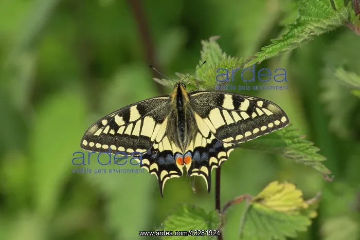 : Swallowtail (Papilio machaon) resting on nettles : Swallowtail (Papilio machaon) resting on nettles