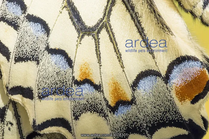 : Swallowtail (Papilio machaon), wing, detail, Germany : Swallowtail (Papilio machaon), wing, detail, Germany
