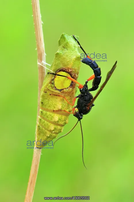 : Swallowtail pupa parasitic wasp : Swallowtail pupa parasitic wasp