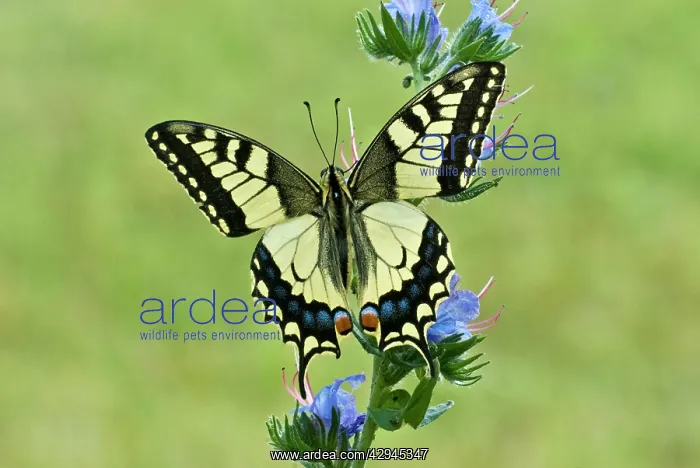 : Swallowtail - Resting on vipers bugloss : Swallowtail - Resting on vipers bugloss