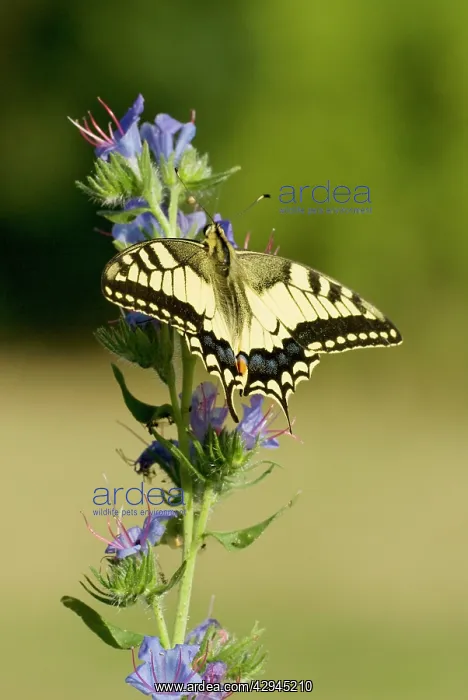 : Swallowtail - On vipers bugloss : Swallowtail - On vipers bugloss