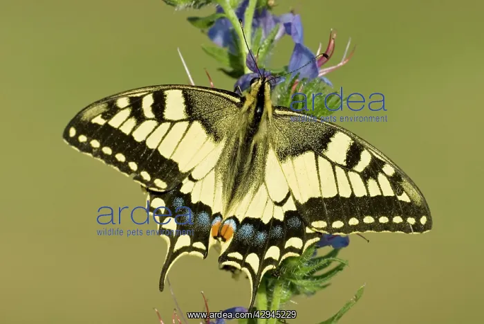 : Swallowtail - On vipers bugloss : Swallowtail - On vipers bugloss