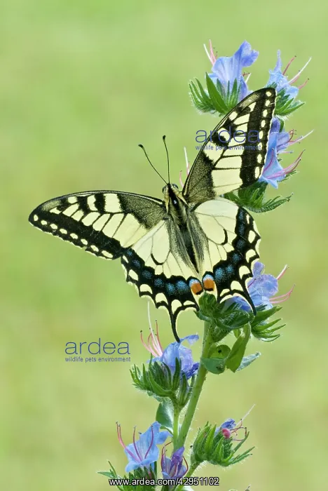  : Swallowtail - on vipers bugloss