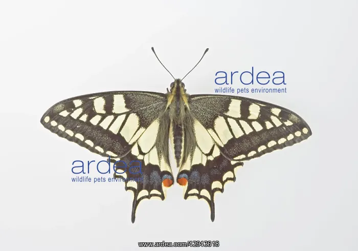 : Swallowtail - on white background : Swallowtail - on white background