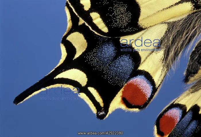 : Swallowtail - Detail of the wing : Swallowtail - Detail of the wing