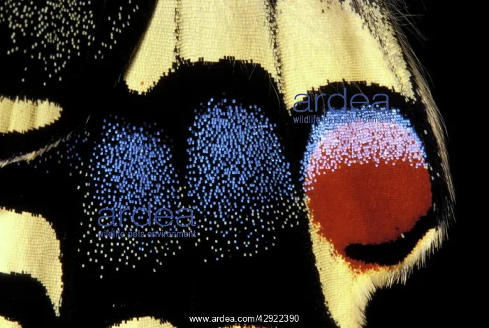 : Swallowtail - Detail of the wing : Swallowtail - Detail of the wing