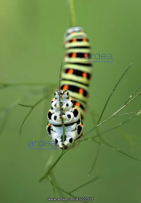  : SwallowtailButterfly caterpillar ( Papilio machaon)
