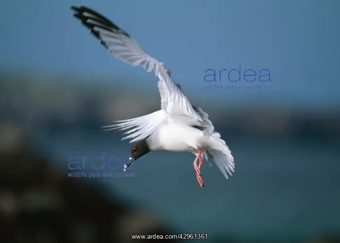: Swallowtailed Gull - coming in to land : Swallowtailed Gull - coming in to land