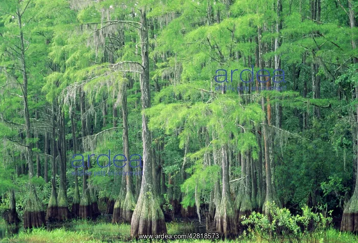 : Swamp / Bald CYPRESS : Swamp / Bald CYPRESS
