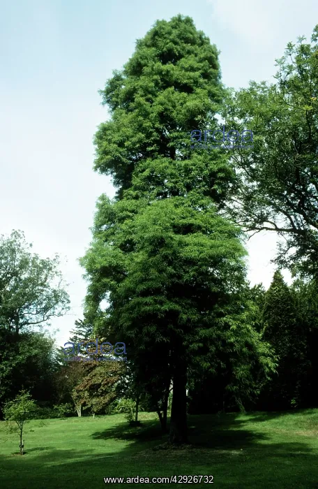: Swamp / Bald Cypress : Swamp / Bald Cypress