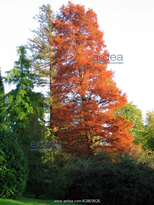: Swamp / Bald CYPRESS Tree - Autumn colours : Swamp / Bald CYPRESS Tree - Autumn colours