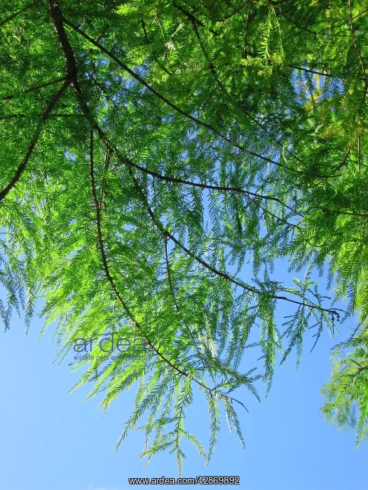 : Swamp / Bald CYPRESS Tree - Close-up of leaves : Swamp / Bald CYPRESS Tree - Close-up of leaves