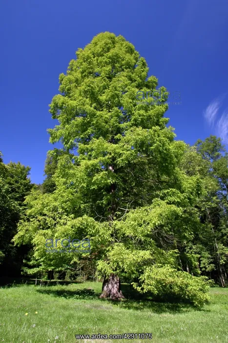 : Swamp / Bald CYPRESS Tree - standing in park : Swamp / Bald CYPRESS Tree - standing in park