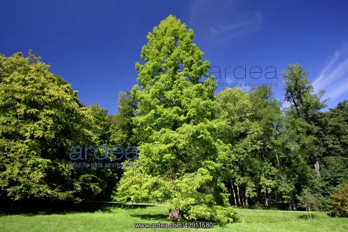 : Swamp / Bald CYPRESS Tree - standing in park : Swamp / Bald CYPRESS Tree - standing in park