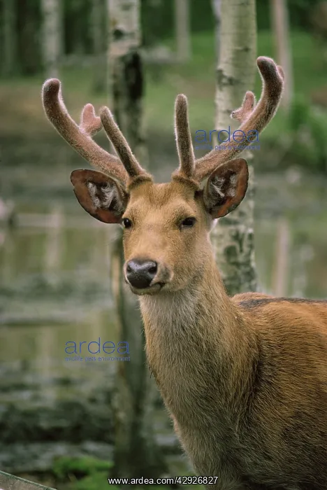 : Swamp / Barasingha DEER - male / stag with velvet on antlers : Swamp / Barasingha DEER - male / stag with velvet on antlers