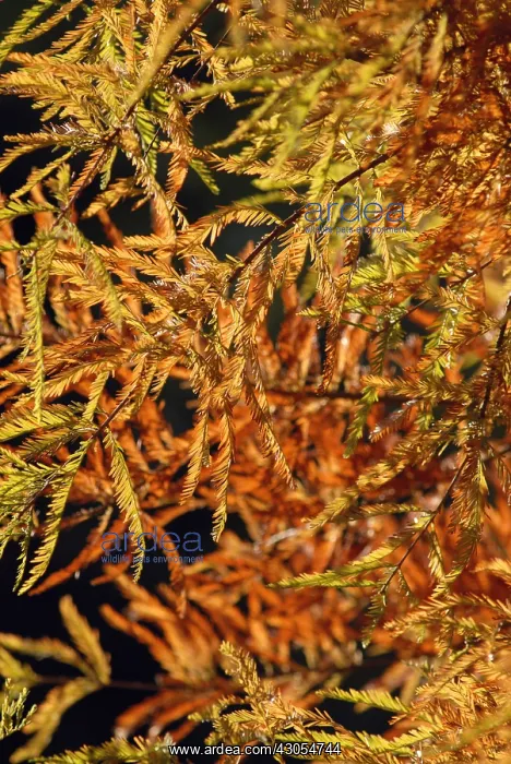 : Swamp Cypress : Swamp Cypress