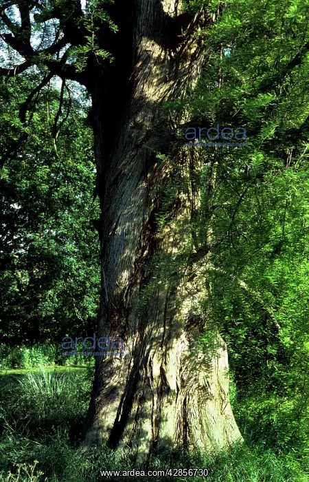 : SWAMP CYPRESS - BOLE OF TREE : SWAMP CYPRESS - BOLE OF TREE