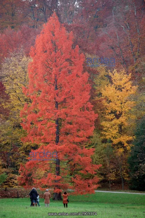 : Swamp Cypress - foilage in autumn colour : Swamp Cypress - foilage in autumn colour