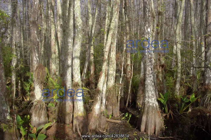 : Swamp Cypress forest - showing hypertrophy where : Swamp Cypress forest - showing hypertrophy where
