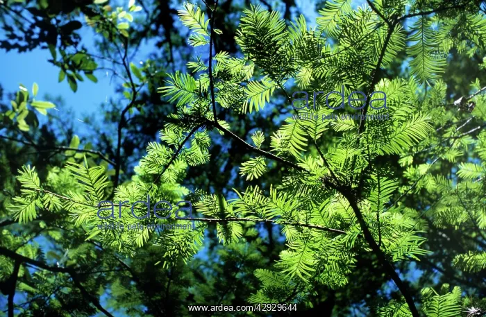 : Swamp CYPRESS - leaves : Swamp CYPRESS - leaves